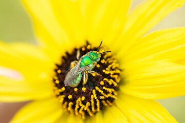 Insect on a yellow flower 