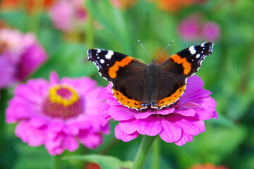 Fototapeta na wymiar Butterfly on pink Zinnia Elegans flower - bright summer nature photo