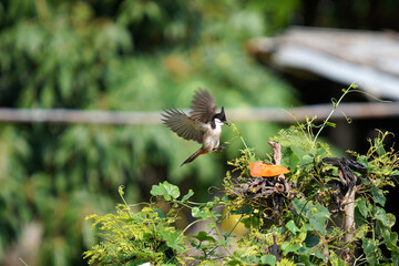 Red-whiskered BulbulI Asiatic threatened birds