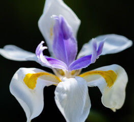 close up of iris