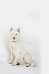 Fototapeta na wymiar Perro husky blanco en fondo blanco