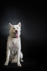 Perro husky blanco en fondo negro