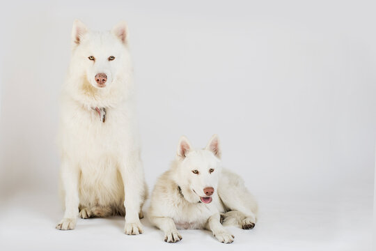 Pareja de perros husky blanco en fondo blanco