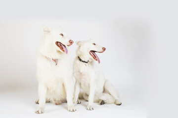 Pareja de perros husky blanco en fondo blanco