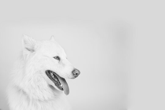 Perro husky blanco en fondo blanco