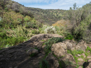 Lush landscape of Barranco de los Cernicalos with subtropical plants and cacti. Gran Canaria, Canary Islands, Spain