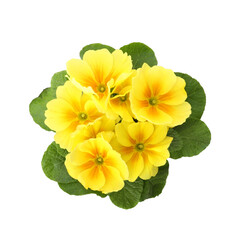 Beautiful primula (primrose) plant with yellow flowers isolated on white, top view. Spring blossom