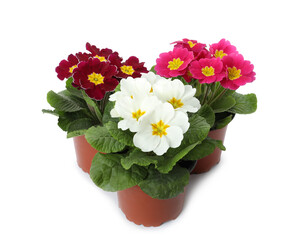Beautiful primula (primrose) plants with colorful flowers on white background. Spring blossom