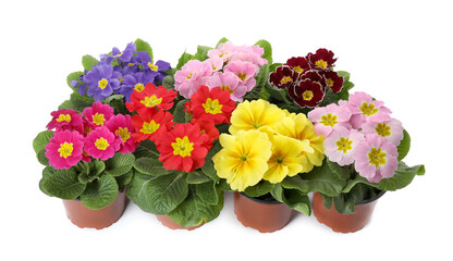Beautiful primula (primrose) plants with colorful flowers on white background. Spring blossom