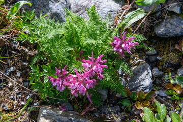 ミヤマシオガマ