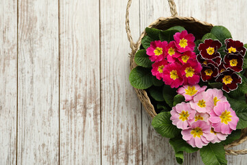 Primrose Primula Vulgaris flowers on white wooden background, top view with space for text. Spring season