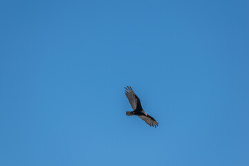 Vulture in flight