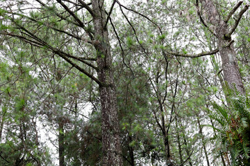 Green Forest Trees - Nature