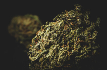 close up portrait of MAngo Kush Cannabis Marijuana Dry Buds,