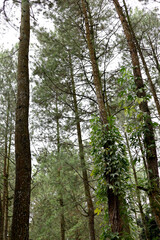 Green Forest Trees - Nature