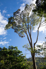 Obraz premium Bird nests hanging from a tree branch
