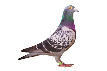 full body of speed racing pigeon bird isolate white background - 418625356