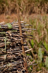 Sugar cane harvest in the countryside of Brazil. The sugar cane is used to make "cachaça".