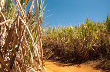 Sugar cane harvest in the countryside of Brazil. The sugar cane is used to make 