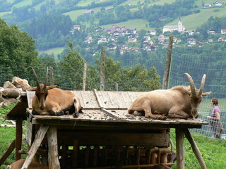 Tiere in der Natur