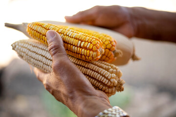 Two hands holding corn cobs, yellow and white 