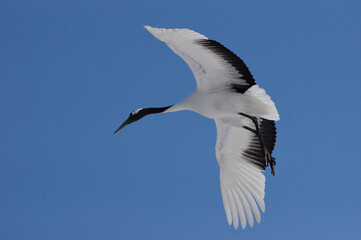 soaring beautiful crane, Japanese Crane in Hokkaido, Japan　丹頂鶴飛翔　北海道釧路湿原