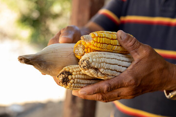 Lateral view of traditional maize that is consumed in rural areas in Honduras