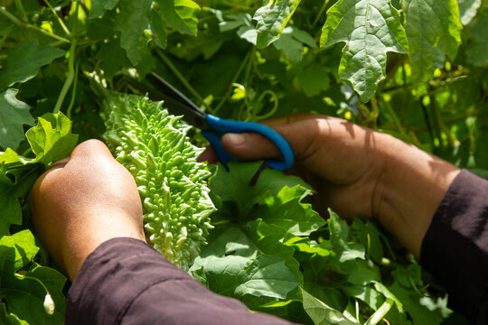 Harvest of hindu cundeamor, an oriental vegetable that is grown in Honduras