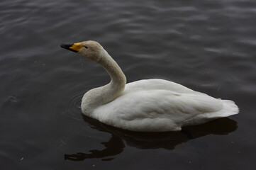 Obraz premium 厳しい寒さを避けて越冬で飛来地へと渡ってきた、美しい白い羽毛のオオハクチョウ