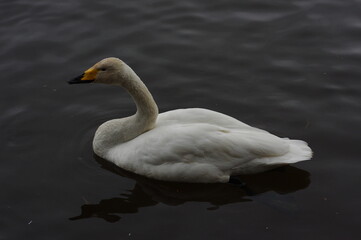 Fototapeta premium 厳しい寒さを避けて越冬で飛来地へと渡ってきた、美しい白い羽毛のオオハクチョウ