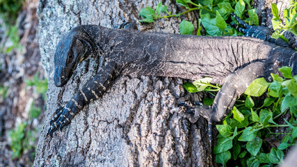 An aggressive goanna found in Ben Boyd National Park