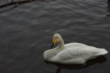 Obraz premium 厳しい寒さを避けて越冬で飛来地へと渡ってきた、美しい白い羽毛のオオハクチョウ