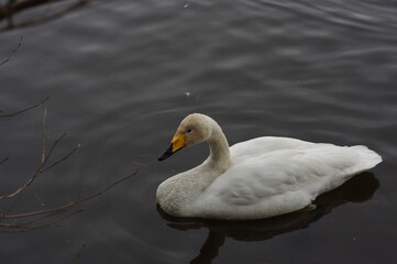 Obraz premium 厳しい寒さを避けて越冬で飛来地へと渡ってきた、美しい白い羽毛のオオハクチョウ