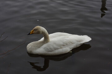 Obraz premium 厳しい寒さを避けて越冬で飛来地へと渡ってきた、美しい白い羽毛のオオハクチョウ