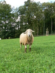 Tiere in der Natur