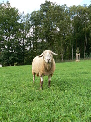 Tiere in der Natur