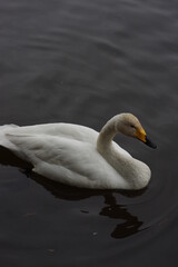 Obraz premium 厳しい寒さを避けて越冬で飛来地へと渡ってきた、美しい白い羽毛のオオハクチョウ