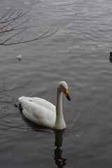 Obraz premium 厳しい寒さを避けて越冬で飛来地へと渡ってきた、美しい白い羽毛のオオハクチョウ