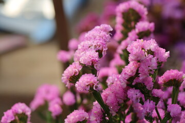 Pink limonium and green branches，Limonium sinense (Girard) Kuntze
