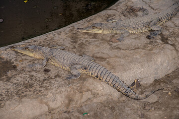 Cocodrilos de Tumbes