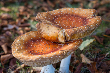 Large orange poisonous mushrooms in woodland