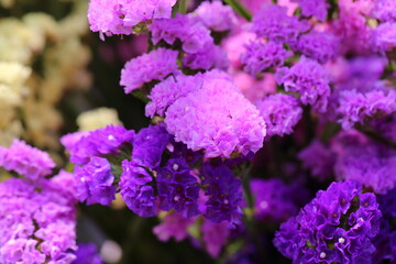 Obraz premium Pink limonium and green branches，Limonium sinense (Girard) Kuntze 