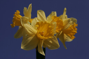 Fototapeta premium Daffodil