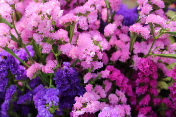 Pink limonium and green branches，Limonium sinense (Girard) Kuntze
