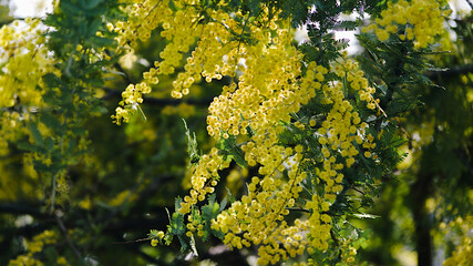 yellow flowers in spring