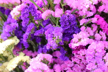 Obraz premium Pink limonium and green branches，Limonium sinense (Girard) Kuntze 