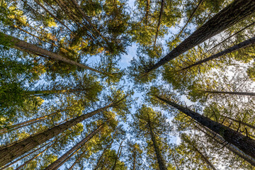 Standing in a forest, looking up at tall trees and blue sky