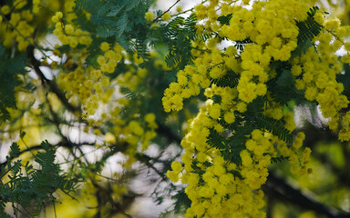 yellow fowers on a tree