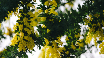 Fototapeta na wymiar yellow blossoms on the tree
