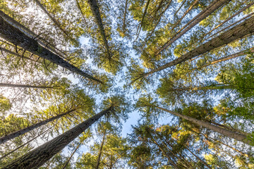 Standing in a forest, looking up at tall trees and blue sky